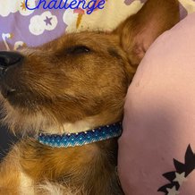 Pattern #169694 Photo