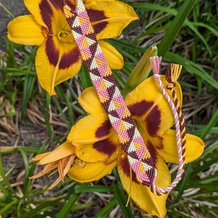 Pattern #9913 Photo