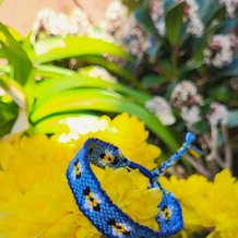 Pattern #168837 Photo