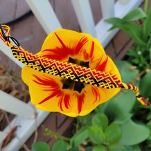 Pattern #126903 Photo