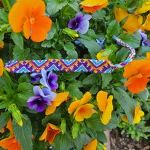 Pattern #34499 Photo