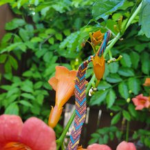 Pattern #156976 Photo