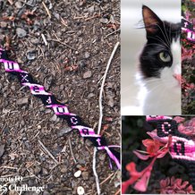 Pattern #193349 Photo