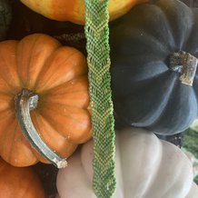 Pattern #124184 Photo