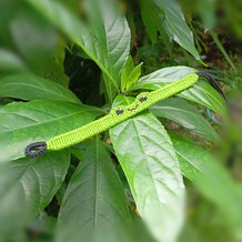 Pattern #195553 Photo