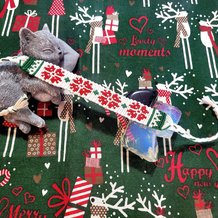 Pattern #180978 Photo