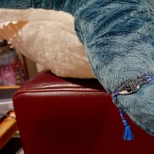 Pattern #144528 Photo