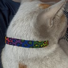 Pattern #195133 Photo