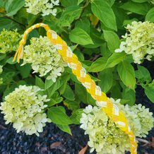 Pattern #14689 Photo