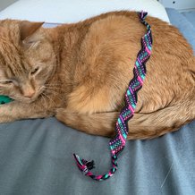 Pattern #202181 Photo