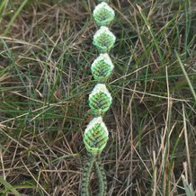 Pattern #86272 Photo