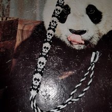 Pattern #22698 Photo