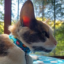 Pattern #174223 Photo