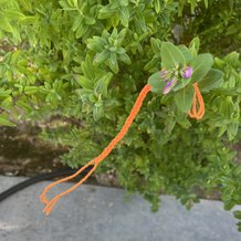 Pattern #96963 Photo