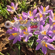 Pattern #199199 Photo