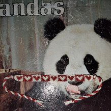 Pattern #166291 Photo