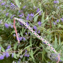 Pattern #76616 Photo