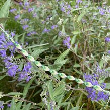 Pattern #86272 Photo