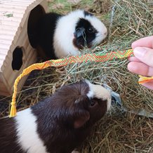 Pattern #200098 Photo