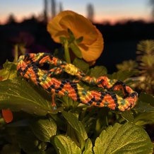 Pattern #206475 Photo