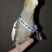 Pattern #153592 Photo