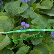 Pattern #185476 Photo