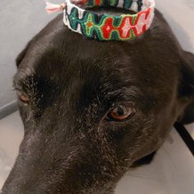 Pattern #40050 Photo