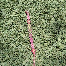 Pattern #61158 Photo