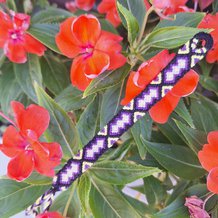 Pattern #214933 Photo