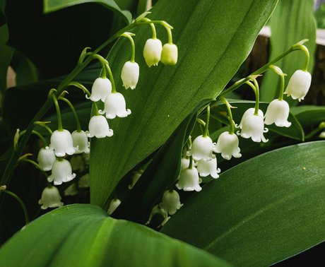 Lily of The Valley Keychain Tutorial