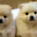 pomeranian