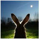 bunnyorke