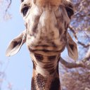 giraffe5