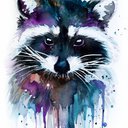 Racoon