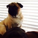 tacothepug