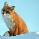 Green_Fox