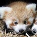 pandaroux