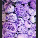 JennPurple