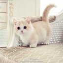 kitten457