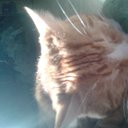 Catsrule72