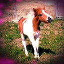 Elodie