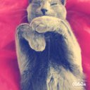 ceylan