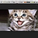 Catlover_n