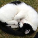 SmudgeCat