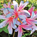 Lily123