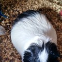 guineapigs