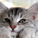 OnlyCats