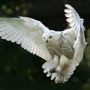 HappyOwl