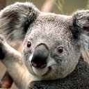 koala