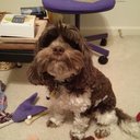Mazie